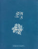 Delesseria ruscifolia - Anna Atkins — artwork view