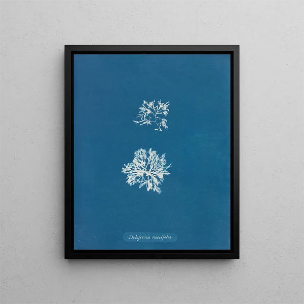 Delesseria ruscifolia - Anna Atkins — framed artwork on a wall