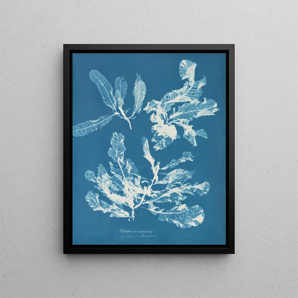 Delesseria sanguinea - Anna Atkins — framed artwork on a wall