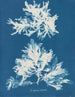 Sinuous Nudes Painting - Anna Atkins — artwork view