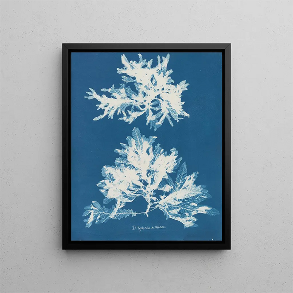 Sinuous Nudes Painting - Anna Atkins — framed artwork on a wall