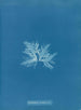 Delesseria sinuosa var. - Anna Atkins — artwork view
