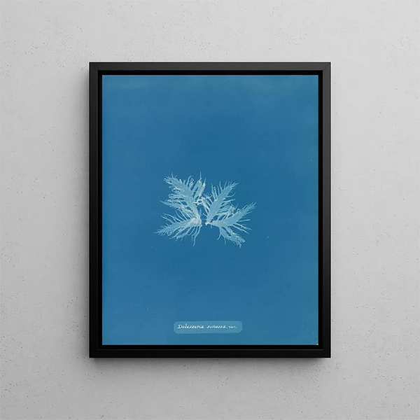 Delesseria sinuosa var. - Anna Atkins — framed artwork on a wall