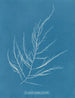Desmarestia aculeata jeune état - Anna Atkins — artwork view