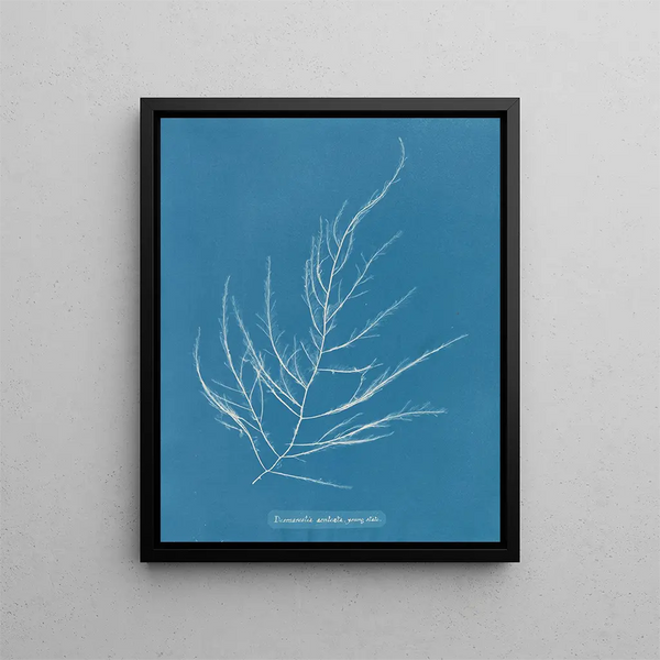 Desmarestia aculeata jeune état - Anna Atkins — framed artwork on a wall