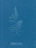 Dichloria viridis - Anna Atkins — artwork view