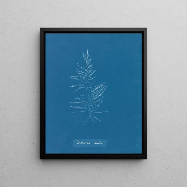 Dichloria viridis - Anna Atkins — framed artwork on a wall