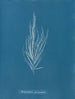 Dictyosiphon foeniculacea - Anna Atkins — artwork view