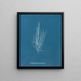 Dictyosiphon foeniculacea - Anna Atkins — framed artwork on a wall