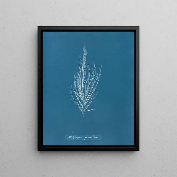 Dictyosiphon foeniculacea - Anna Atkins — framed artwork on a wall