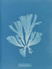 Dictyota atomaria - Anna Atkins — artwork view