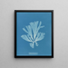 Dictyota atomaria - Anna Atkins — framed artwork on a wall