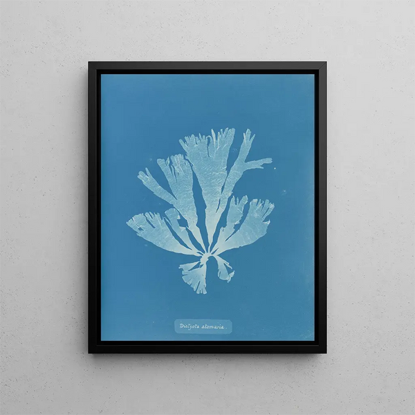 Dictyota atomaria - Anna Atkins — framed artwork on a wall