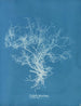 Dictyota dichotoma - Anna Atkins — artwork view