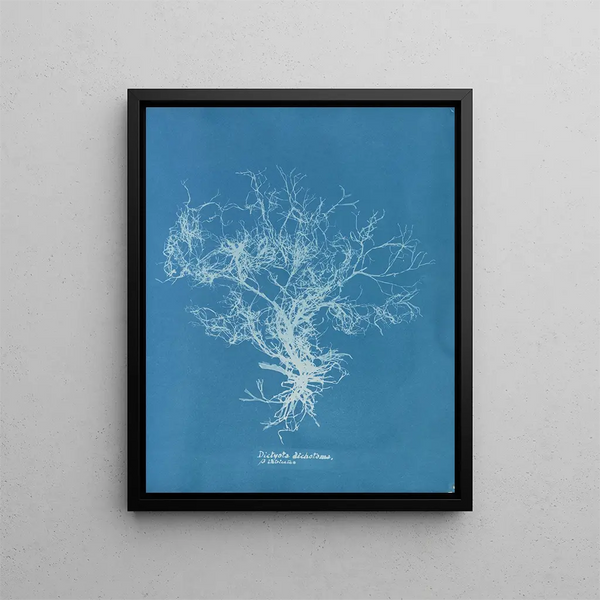 Dictyota dichotoma - Anna Atkins — framed artwork on a wall