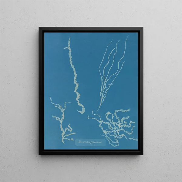 Dumontia filiformis - Anna Atkins — framed artwork on a wall