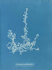 Ectocarpus landsburghii - Anna Atkins — artwork view