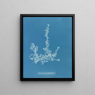 Anna Atkins - Ectocarpus Landsburghii.webp