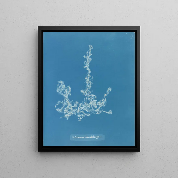 Ectocarpus landsburghii - Anna Atkins — framed artwork on a wall