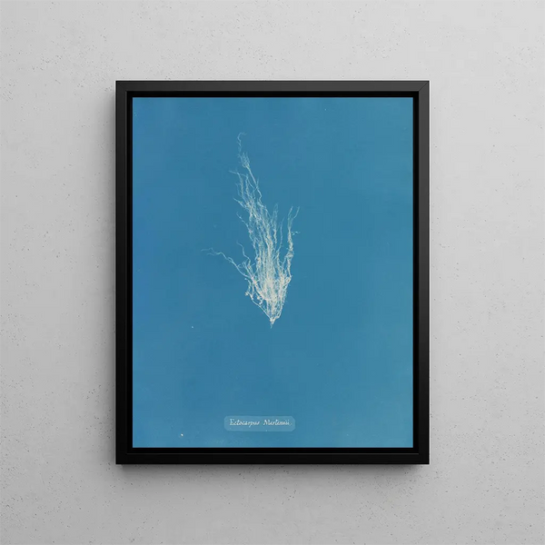 Ectocarpus mertensii - Anna Atkins — framed artwork on a wall