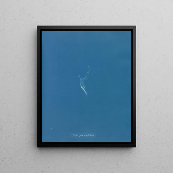 Ectocarpus amphibius - Anna Atkins — framed artwork on a wall