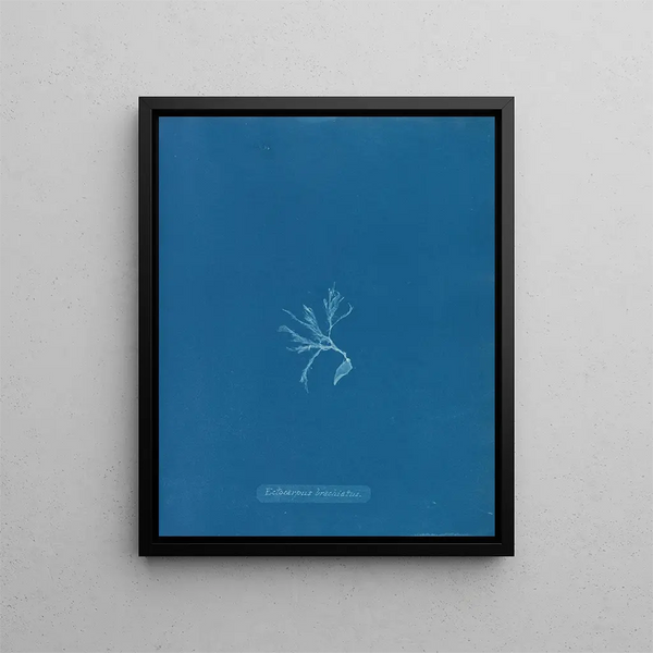 Ectocarpus brachiatus - Anna Atkins — framed artwork on a wall
