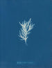 Ectocarpus crinitus - Anna Atkins — artwork view