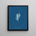 Ectocarpus crinitus - Anna Atkins — framed artwork on a wall