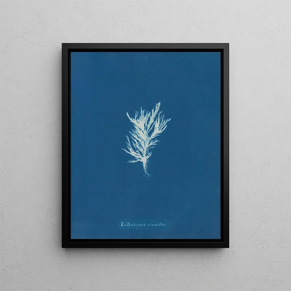 Ectocarpus crinitus - Anna Atkins — framed artwork on a wall