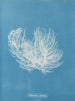 Ectocarpus distortionus - Anna Atkins — artwork view