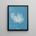 Ectocarpus distortionus - Anna Atkins — framed artwork on a wall