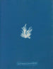 Ectocarpus fasciculatus - Anna Atkins — artwork view