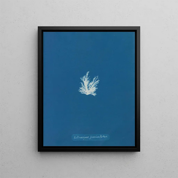 Ectocarpus fasciculatus - Anna Atkins — framed artwork on a wall