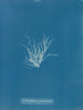 Ectocarpus granulosus - Anna Atkins — artwork view