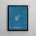 Ectocarpus granulosus - Anna Atkins — framed artwork on a wall