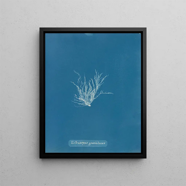 Ectocarpus granulosus - Anna Atkins — framed artwork on a wall