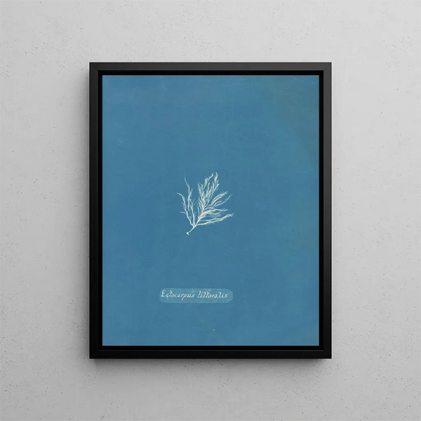Ectocarpus littoralis - Anna Atkins — framed artwork on a wall