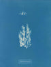 Ectocarpus punillus - Anna Atkins — artwork view