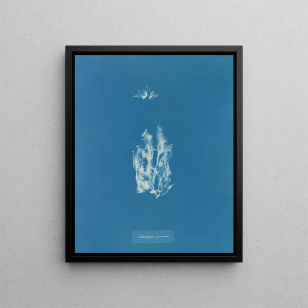 Ectocarpus punillus - Anna Atkins — framed artwork on a wall