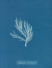 Ectocarpus siliculosus - Anna Atkins — artwork view