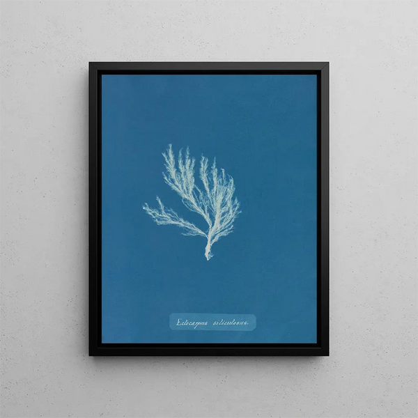 Ectocarpus siliculosus - Anna Atkins — framed artwork on a wall