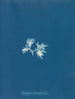Ectocarpus sphaerophorus - Anna Atkins — artwork view