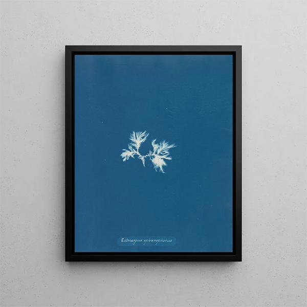 Ectocarpus sphaerophorus - Anna Atkins — framed artwork on a wall