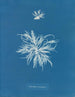 Ectocarpus tomentosus - Anna Atkins — artwork view