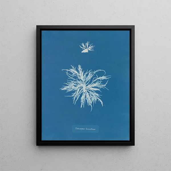 Ectocarpus tomentosus - Anna Atkins — framed artwork on a wall
