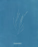 Élaionema villosum - Anna Atkins — artwork view