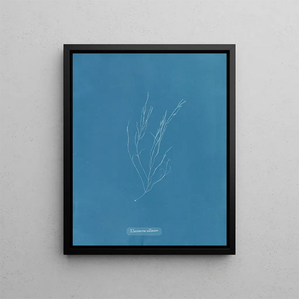 Élaionema villosum - Anna Atkins — framed artwork on a wall