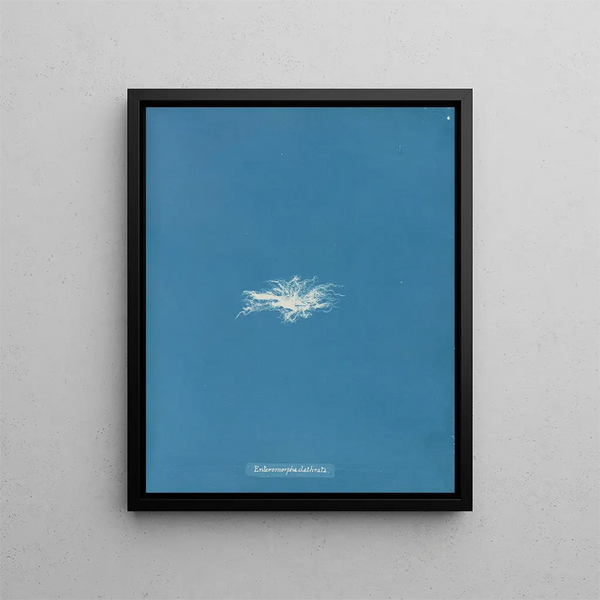 Enteromorpha clathrata - Anna Atkins — framed artwork on a wall