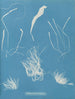 Enteromorpha compressa - Anna Atkins — artwork view