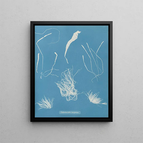 Enteromorpha compressa - Anna Atkins — framed artwork on a wall